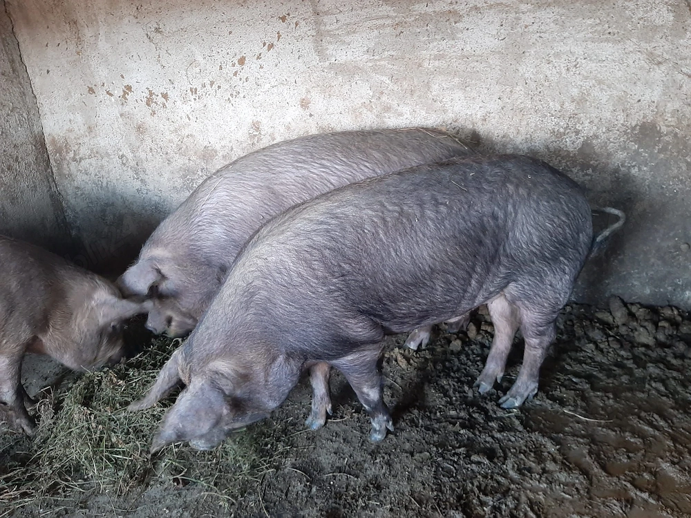 Vand porci duroc aprox.+150kg pret 10 lei kg