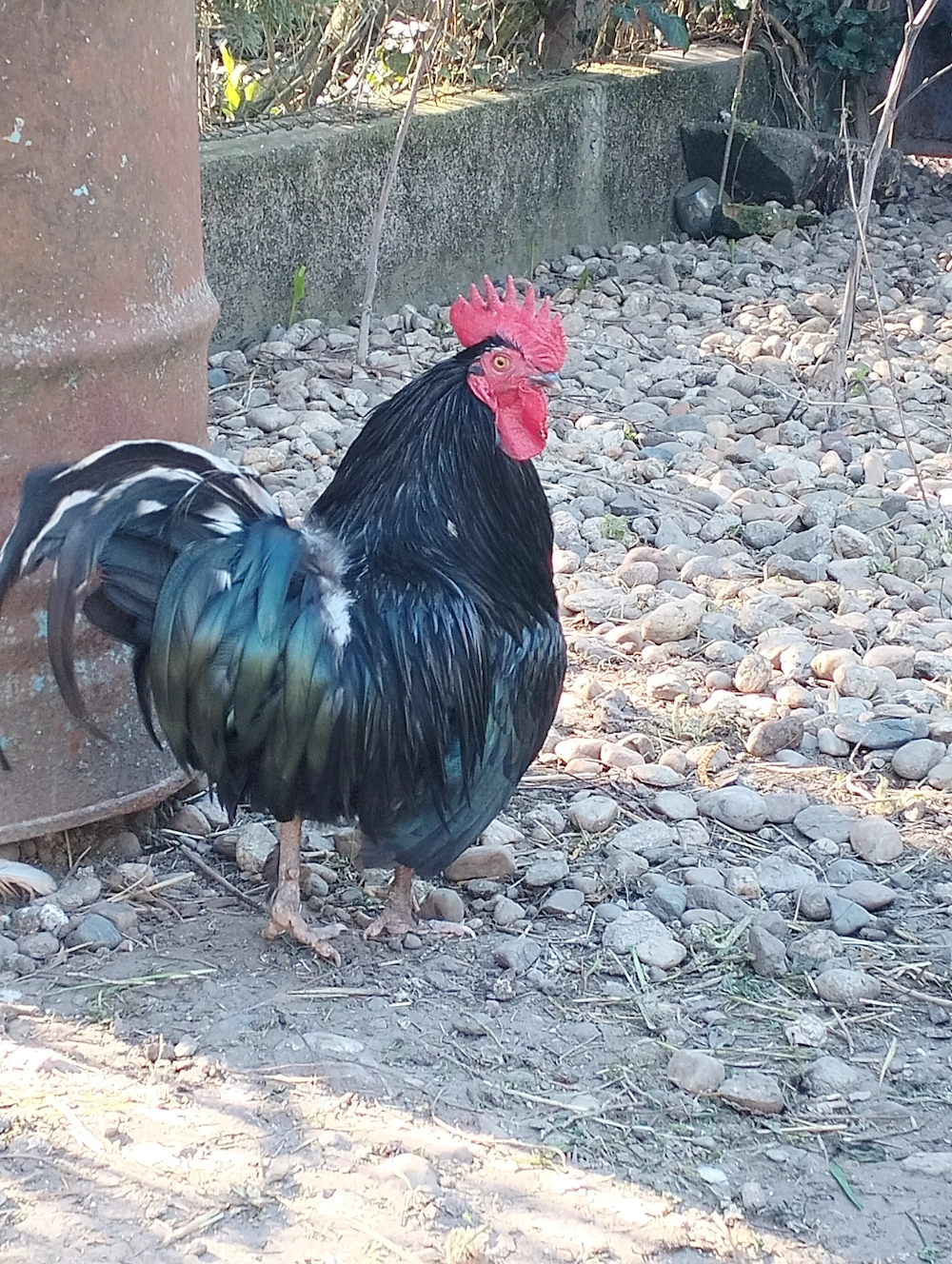 Cocos italian- fonix