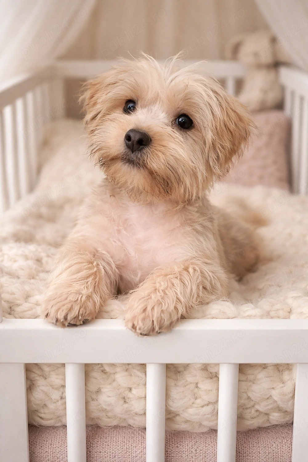 Yorkshire terrier Băiat 4 luni 