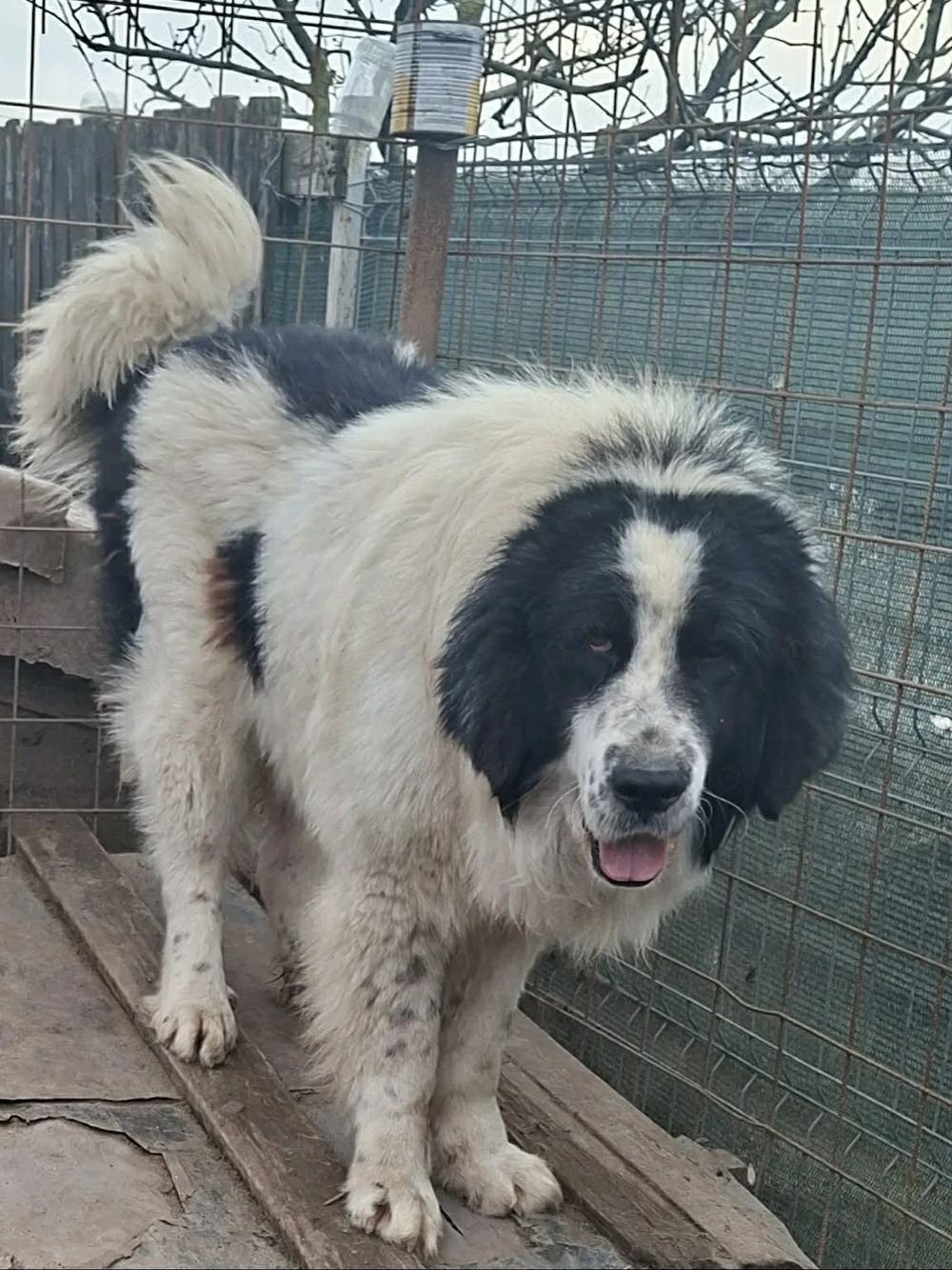 Mascul Ciobănesc de Bucovina 