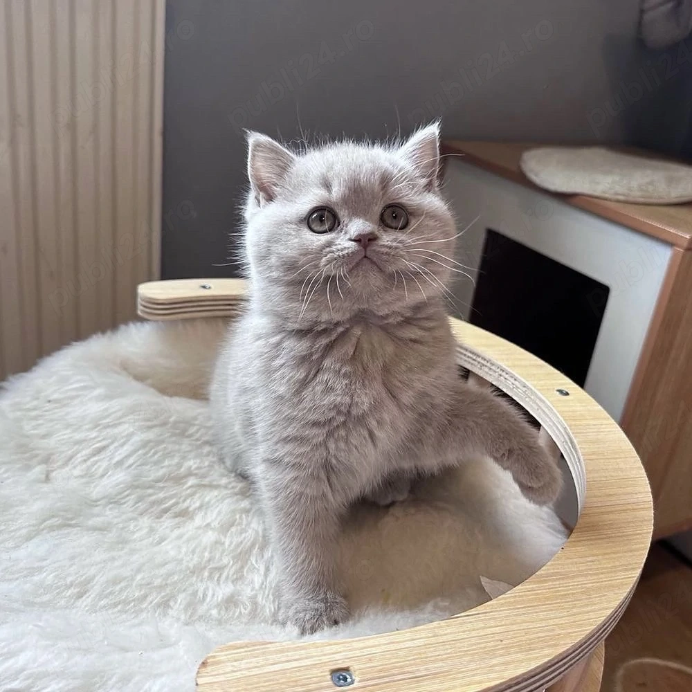 British Shorthair blue 