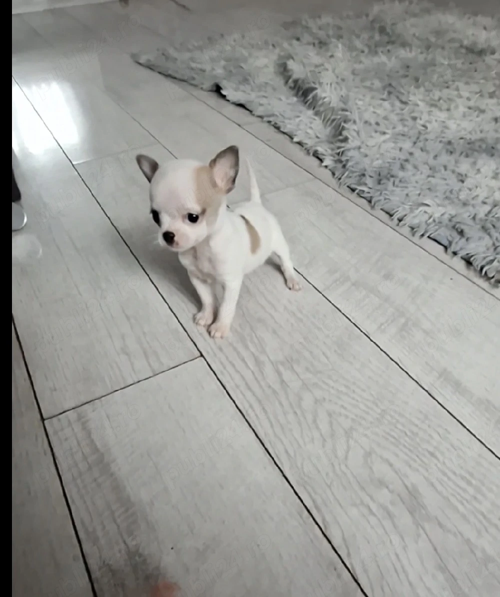 extra mini chihuahua