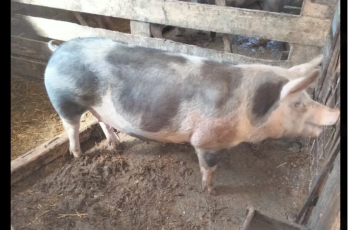 Vand porci 120-190kg