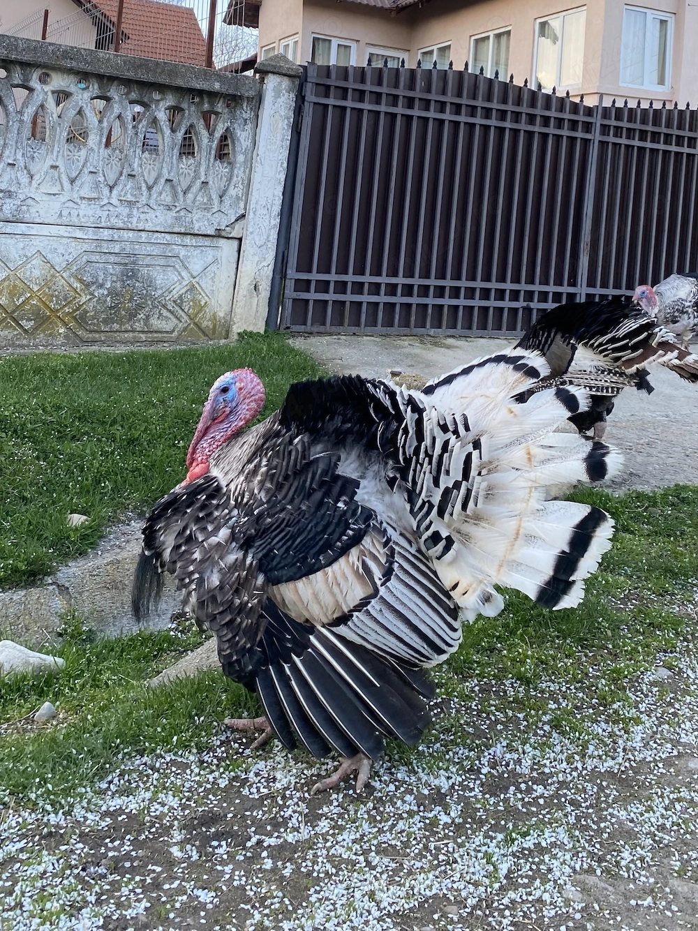 Vând curcani crescuți în gospodărie la țară. 400 lei bucata. Aproximativ 11-12 kg în viu