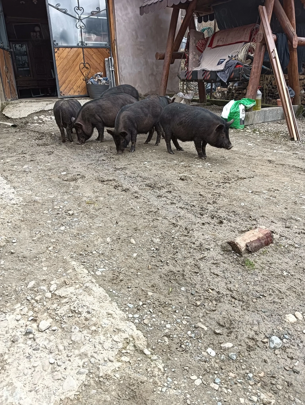 Porci mixati bazna cu vietnamez 65 kg fara colesterol