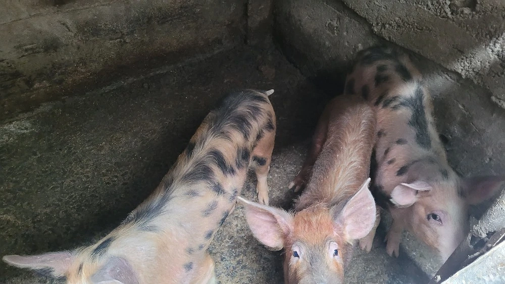 Vand purcei de rasa, 40-50 kg 