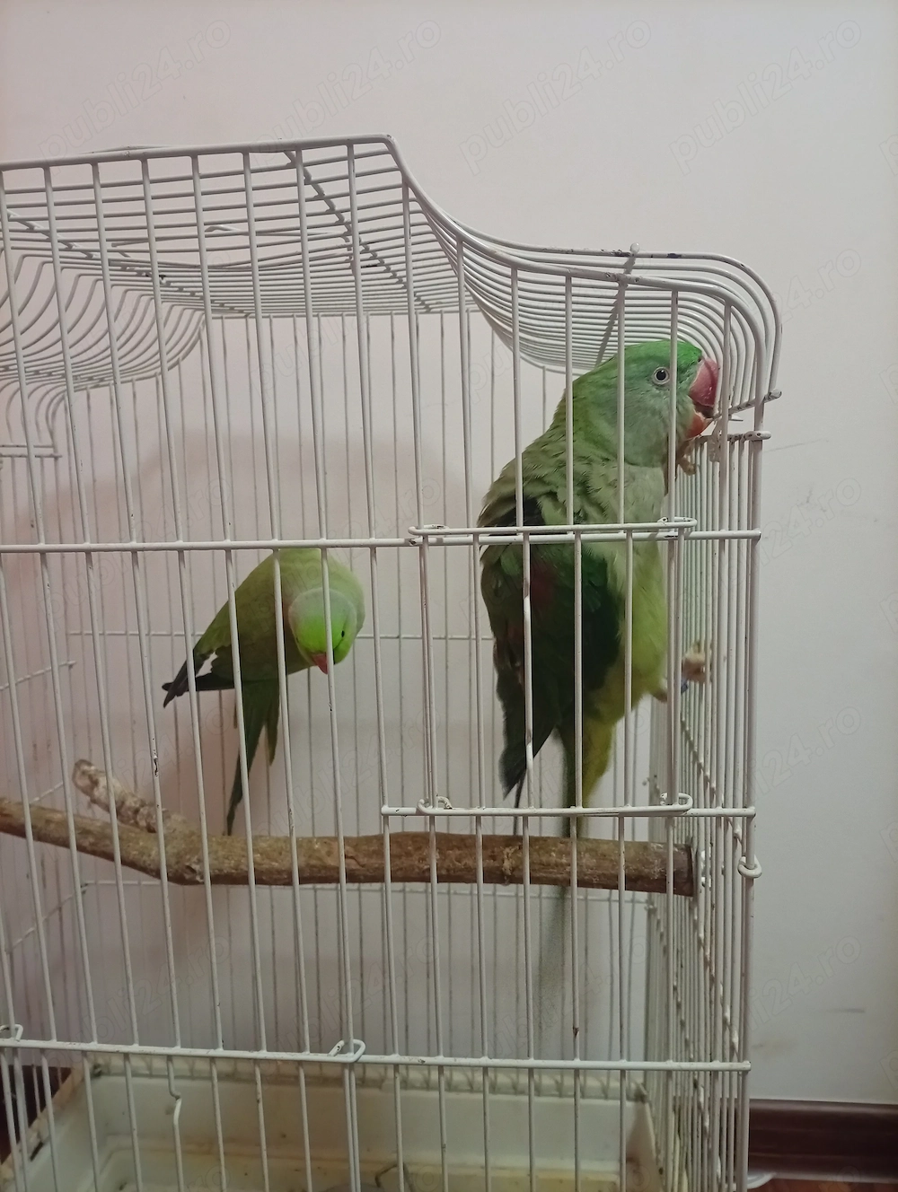 Papagali de vanzare 