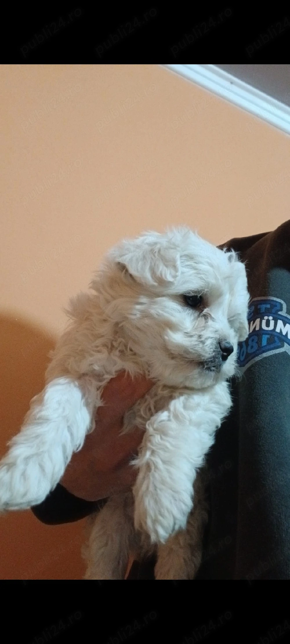 Vând urgent  căței de bisoni maltez 