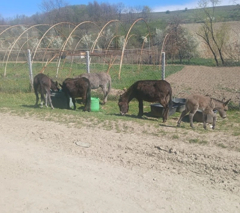 Vând urgent  3 mărgărite 