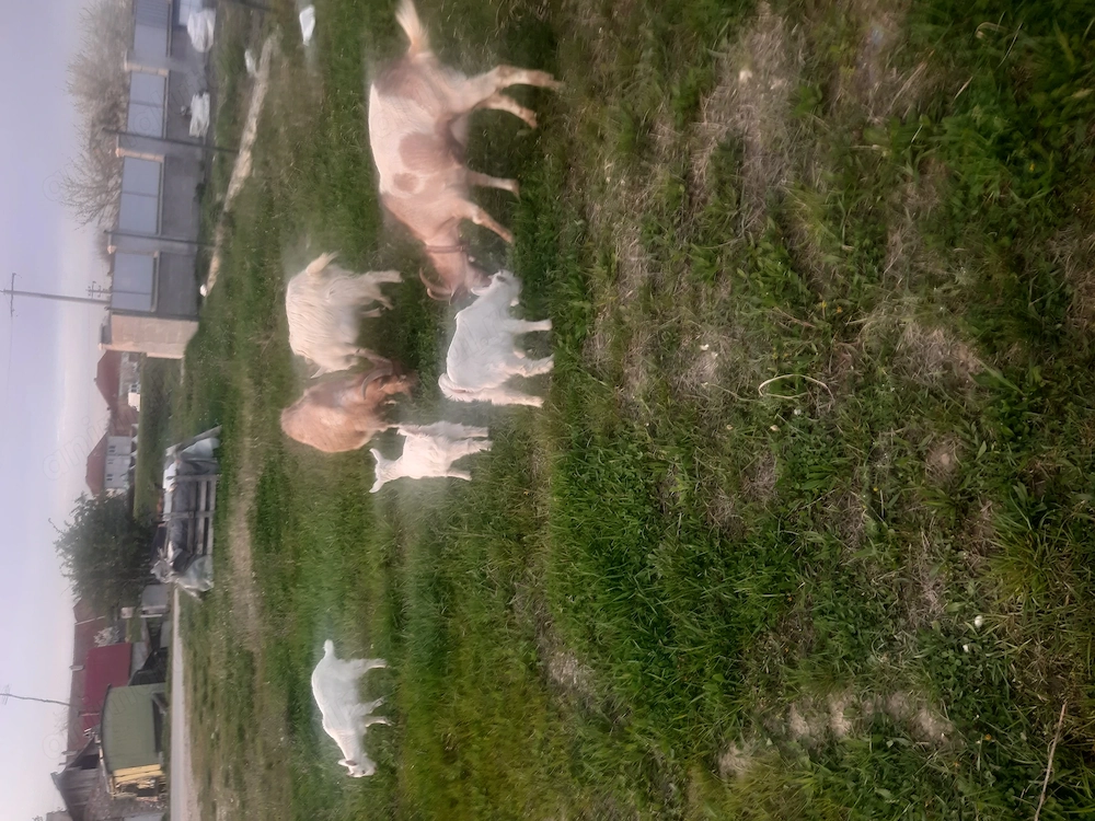 De vînzare două capre tinere,prima fătare și patru iezi de 6 săptămîni care mănâncă iarbă;Făget Timș