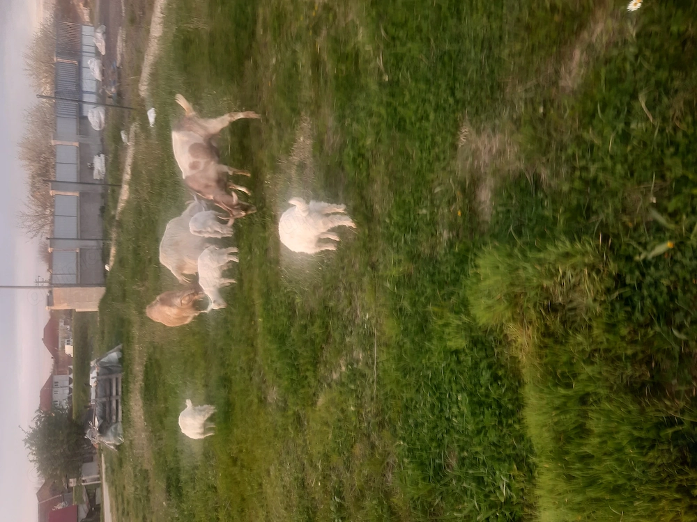 Vînd două capre tinere,din rasă bună și patru iezi de aproximativ două luni care mănâncă iarbă..