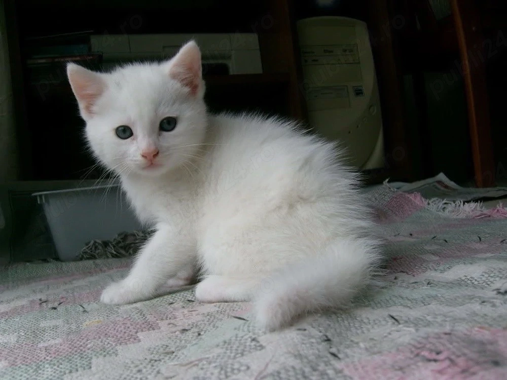 British shorthair white
