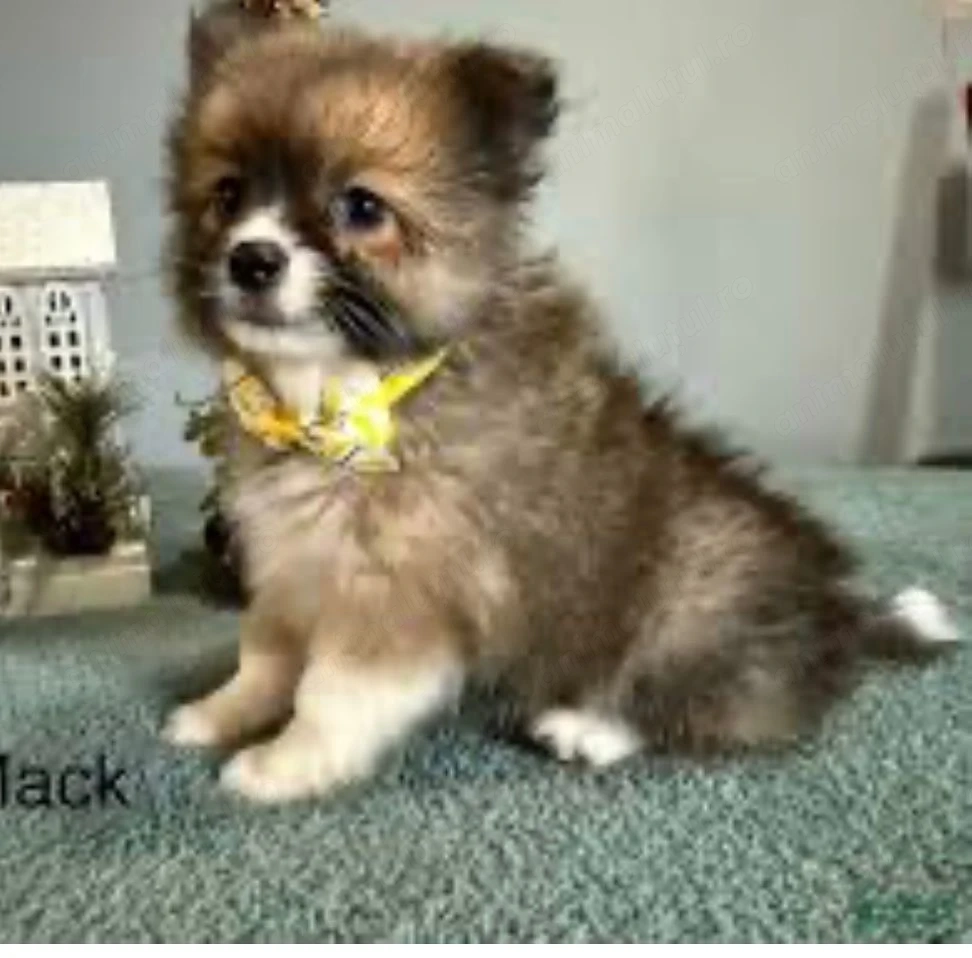 Bichon havanez  300 lei