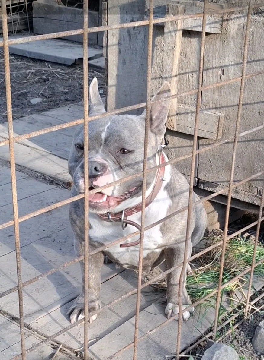 Vând Femelă American Bully Poket de 2.5 Ani !!