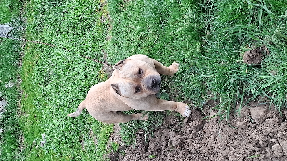 Vând Mascul American Bully Pokett de 2.5 Ani  
