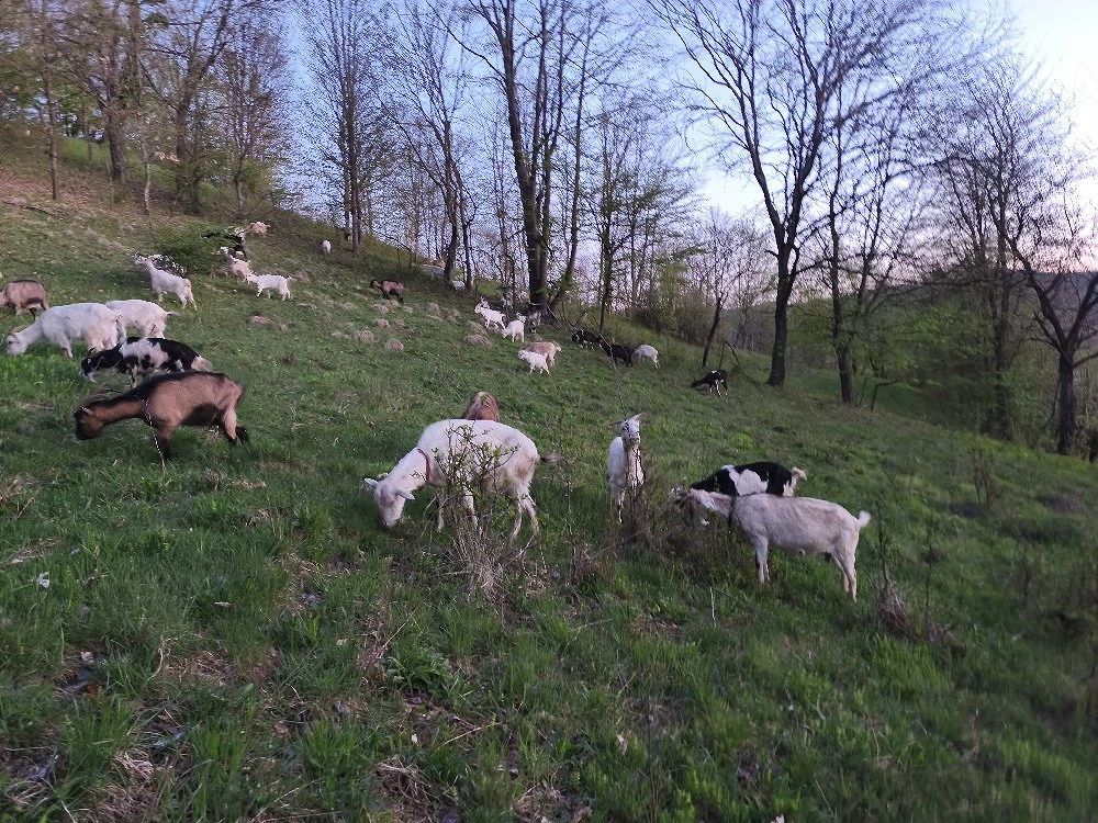 vad capre cu lapte si cu iezi 