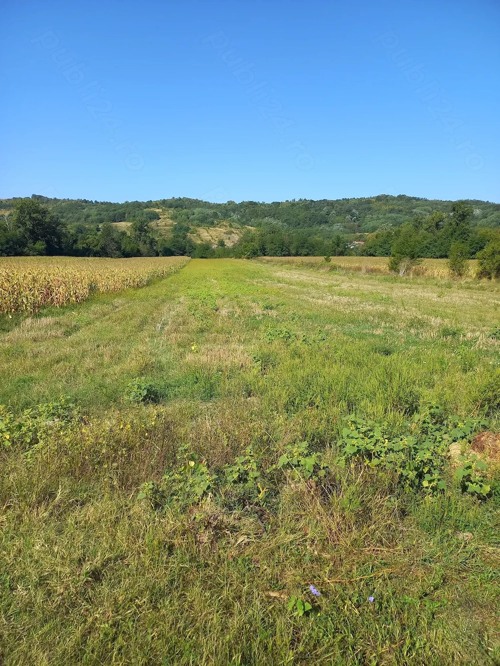 Vând teren extravilan!!!