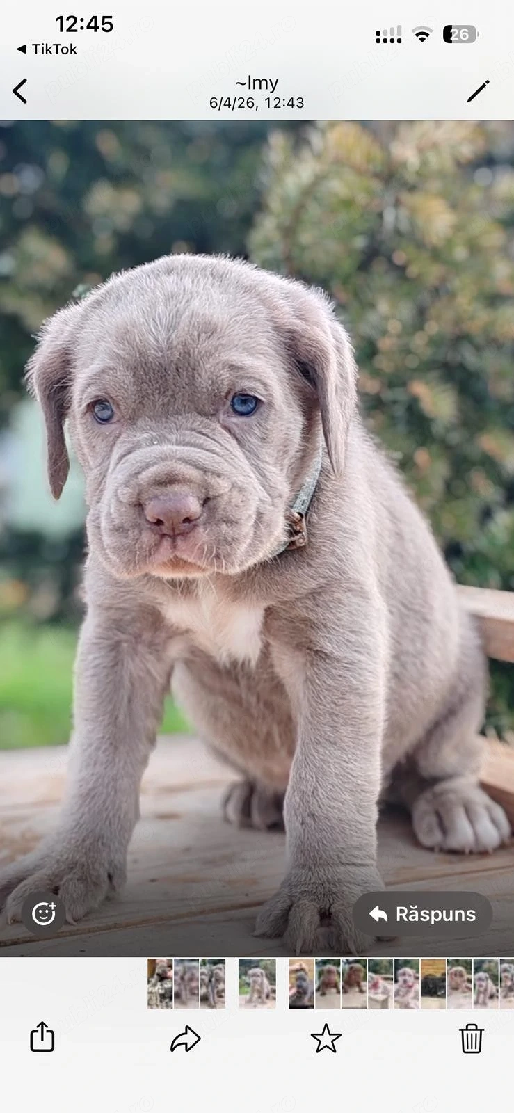 Vand pui cane corso
