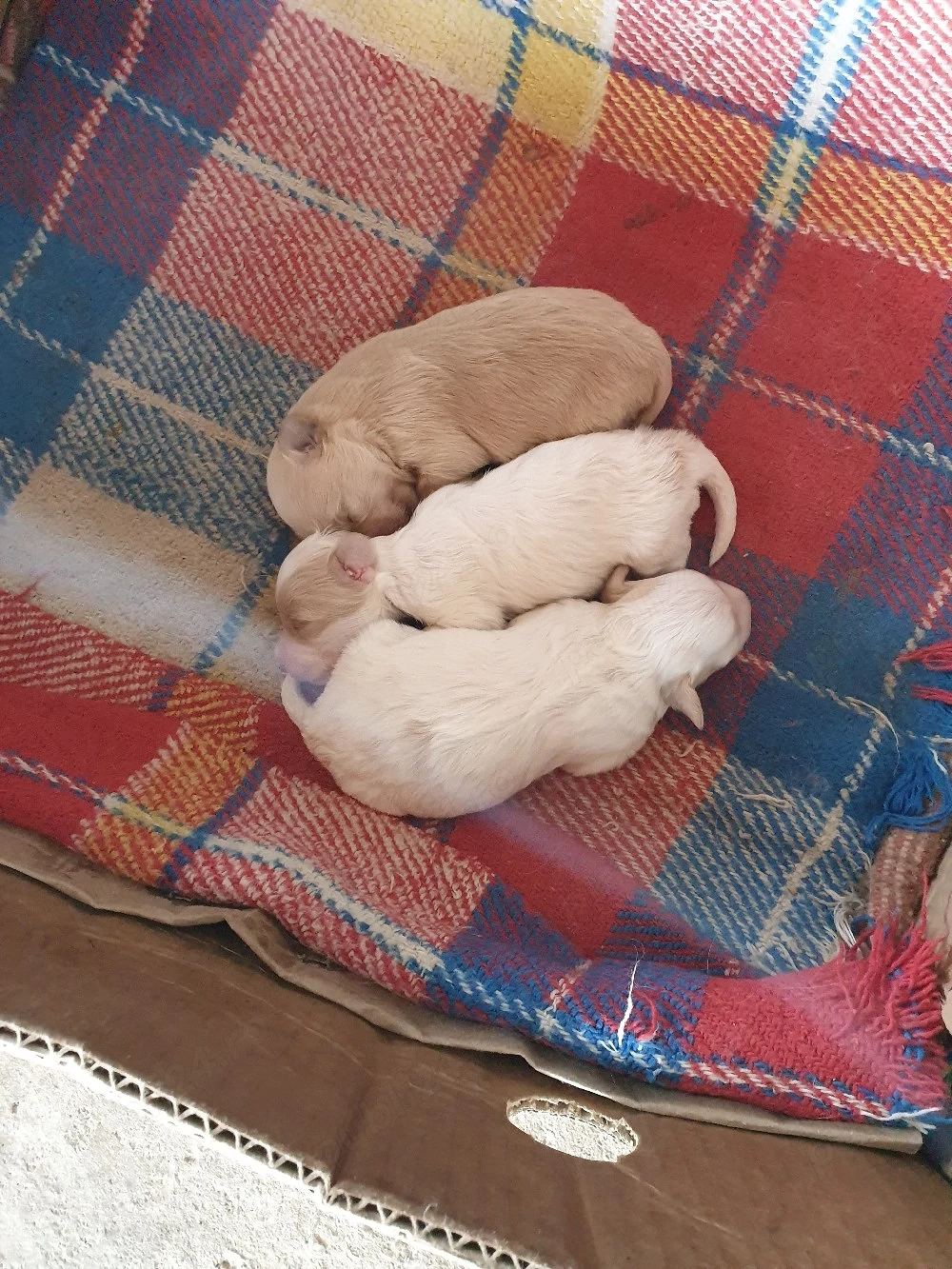 Bisonii Maltezi Troy