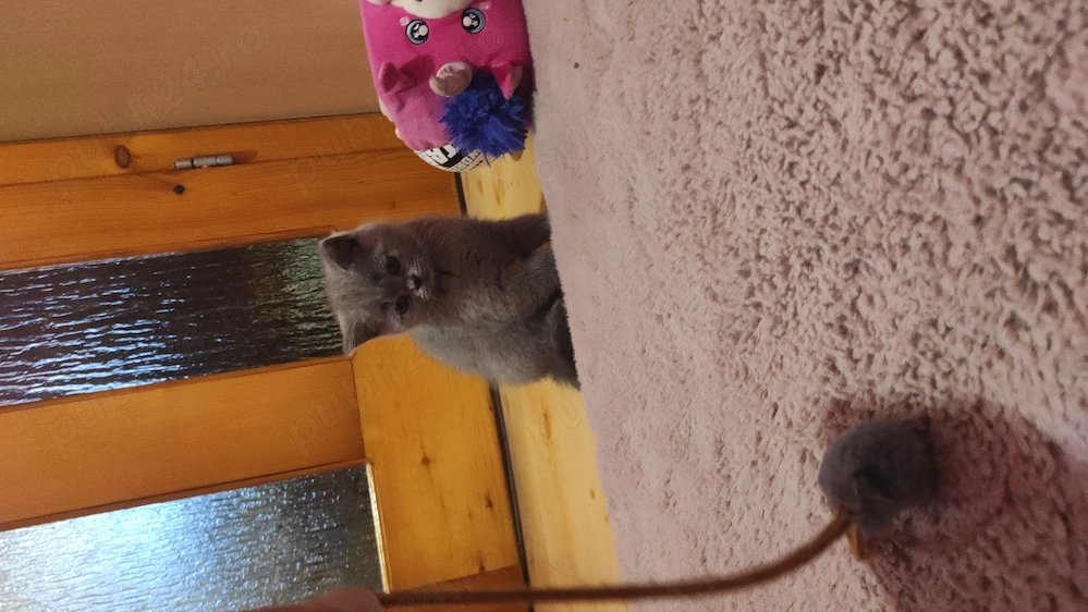  Pisică Scottish shorthair 