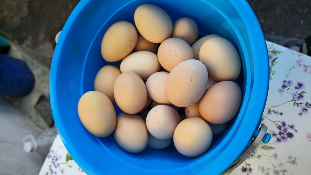 Vând ouă de găină proaspete.