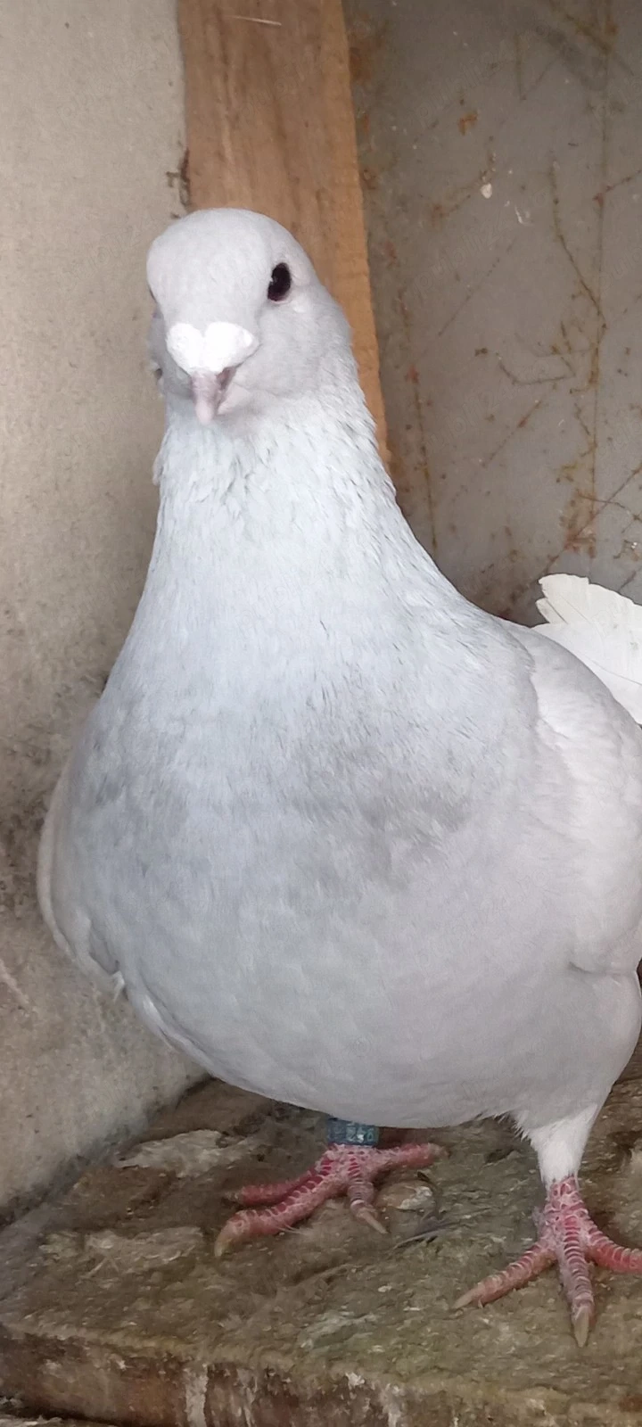 Porumbiță standard romanesc!