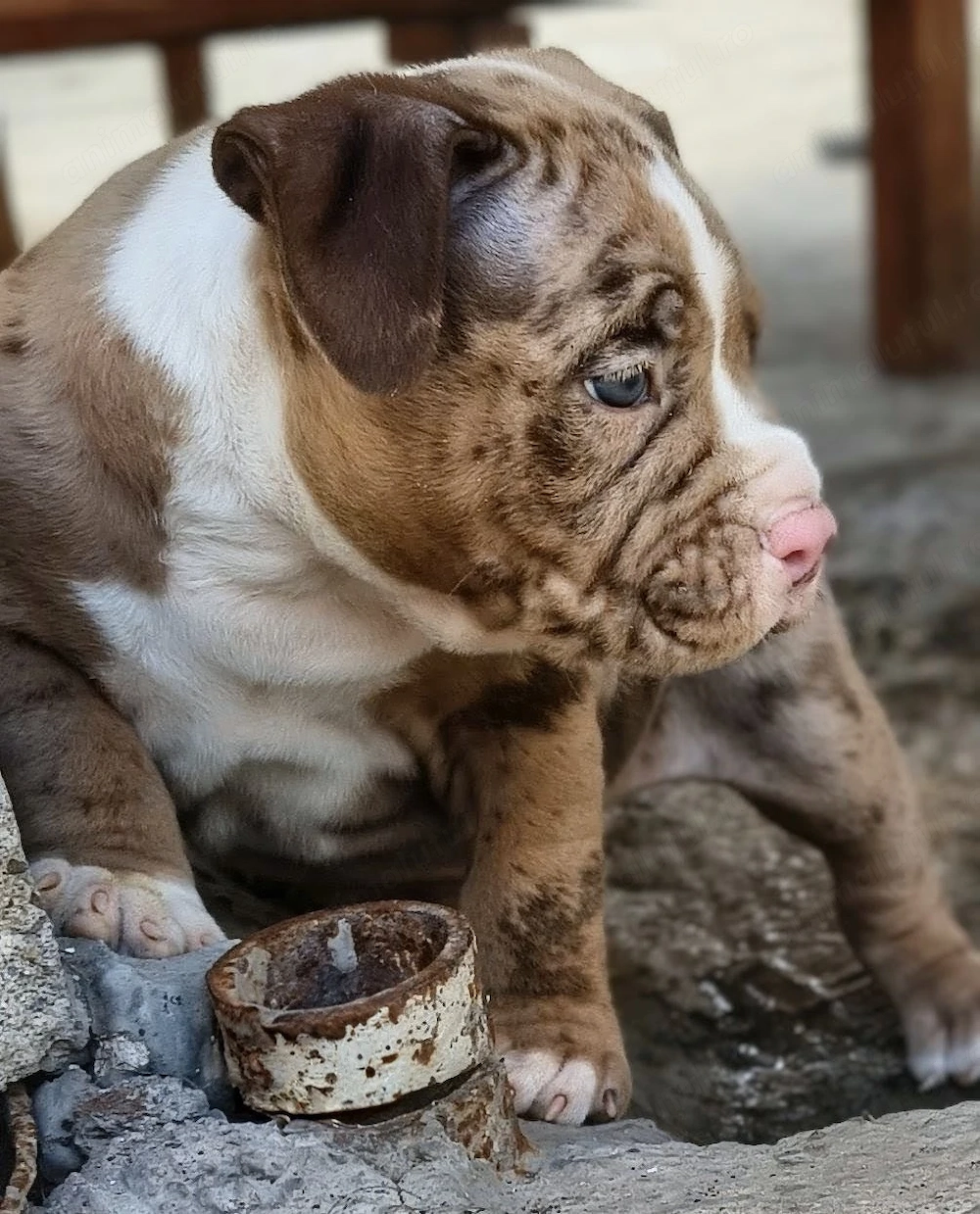 American bully pocket
