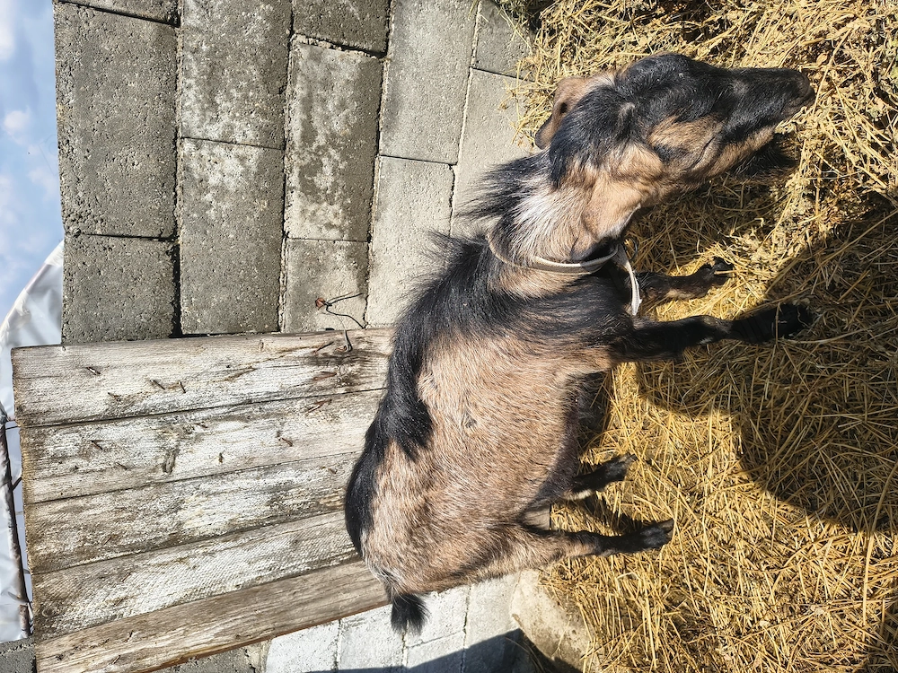 Vând țap frumos și cuminte 
