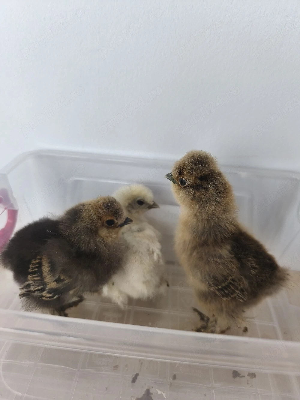 Vand pui matase japoneza