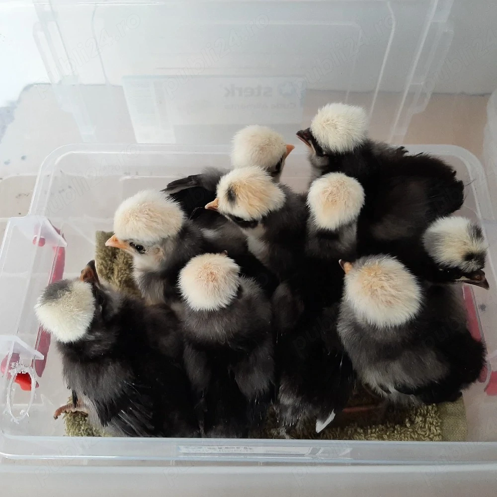 Vand pui motata olandeza