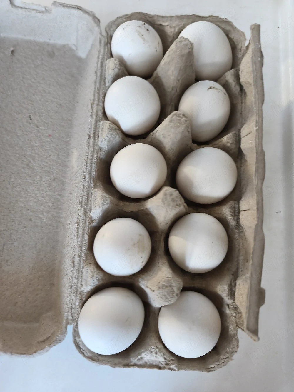 Vand oua incubat motata olandeza