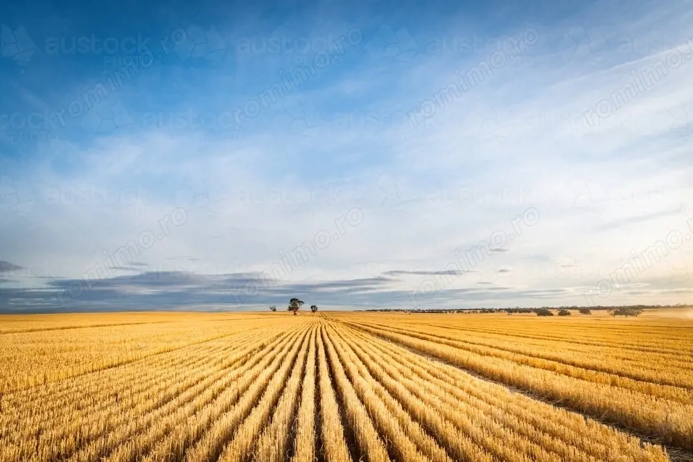 PORTOFOLIU AGRICOL PREMIUM 3.000 HA SUDUL ROMÂNIEI OPORTUNITATE INVESTIȚIONALĂ