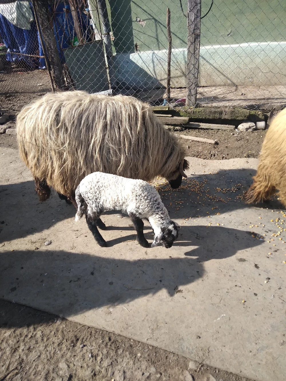 oi de vanzare 6 oi  2 miei si un berbec