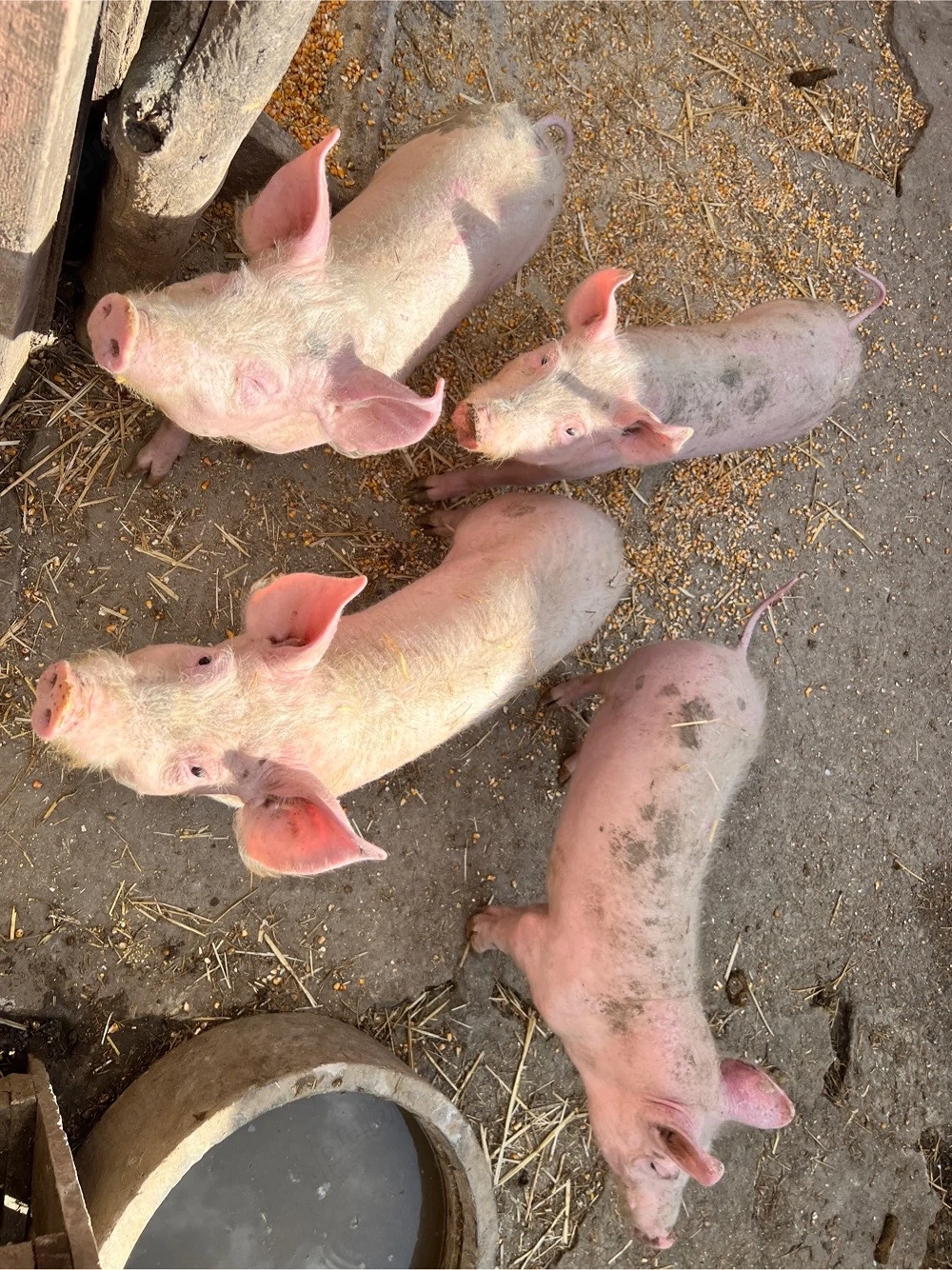 Porci de vanzare 35-40 kg