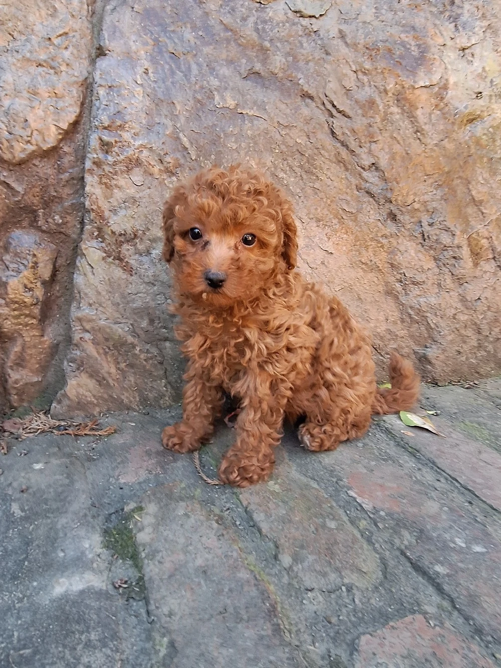 Pudel Poodle fetita