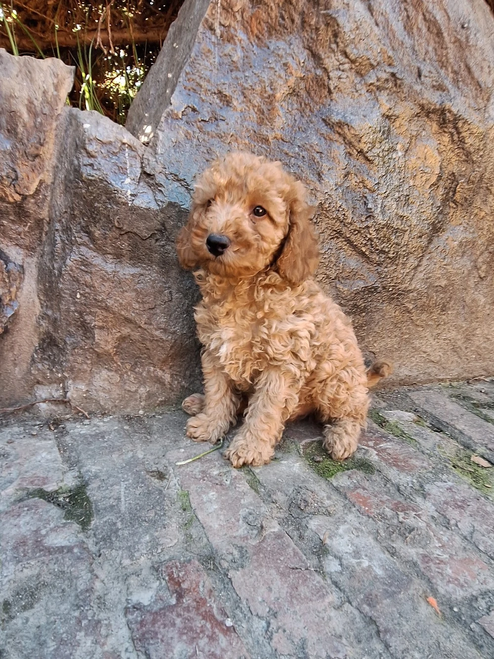 Pudel Poodle mascul