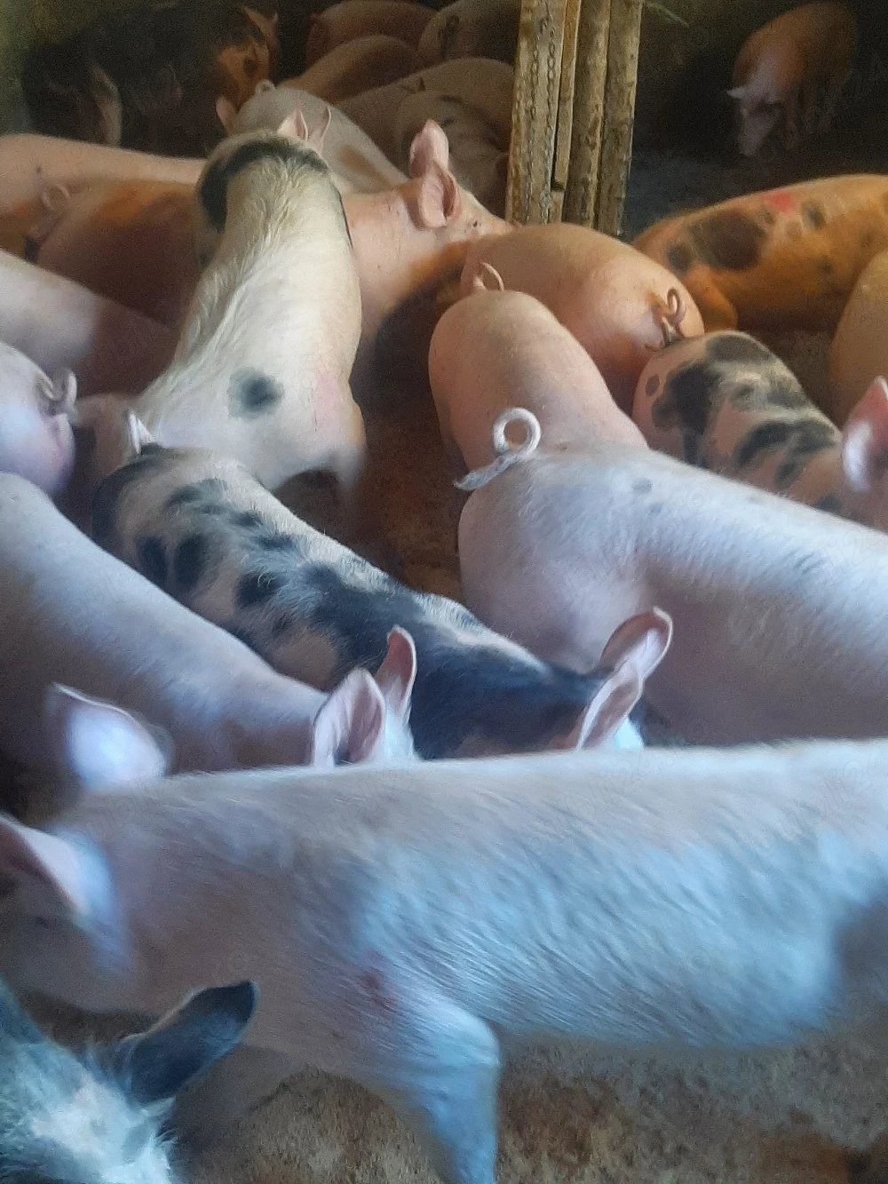 vând soldani de casă diferite mărimi 