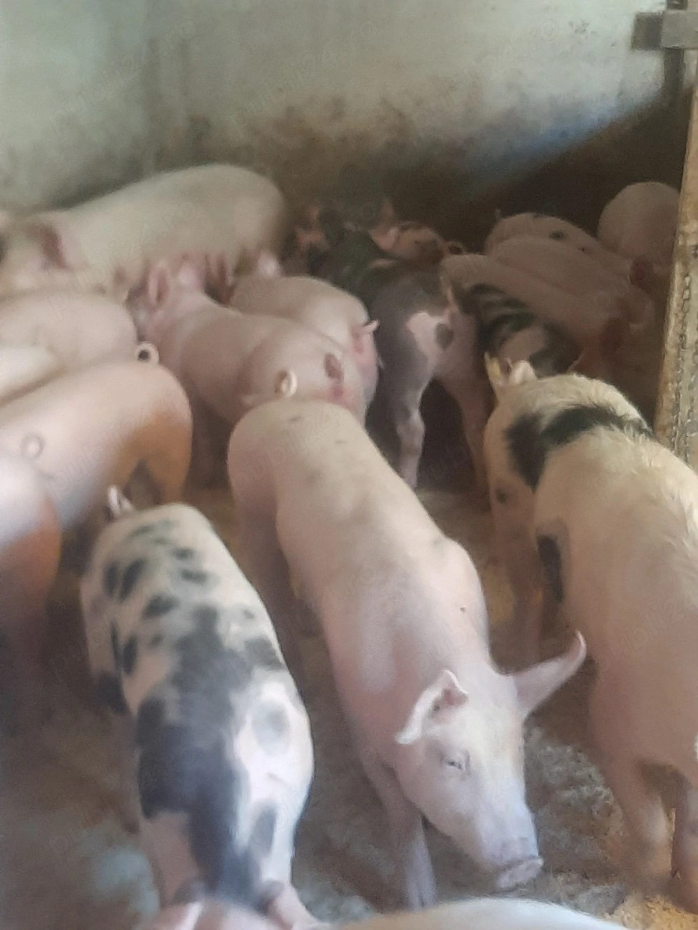 vând soldani de casă diferite mărimi 