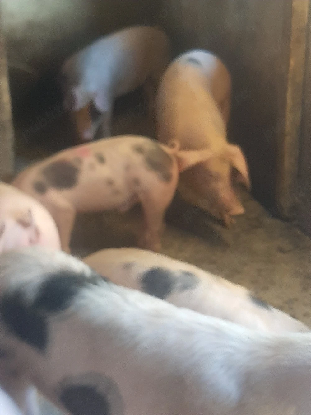 vând soldani de casă diferite mărimi 