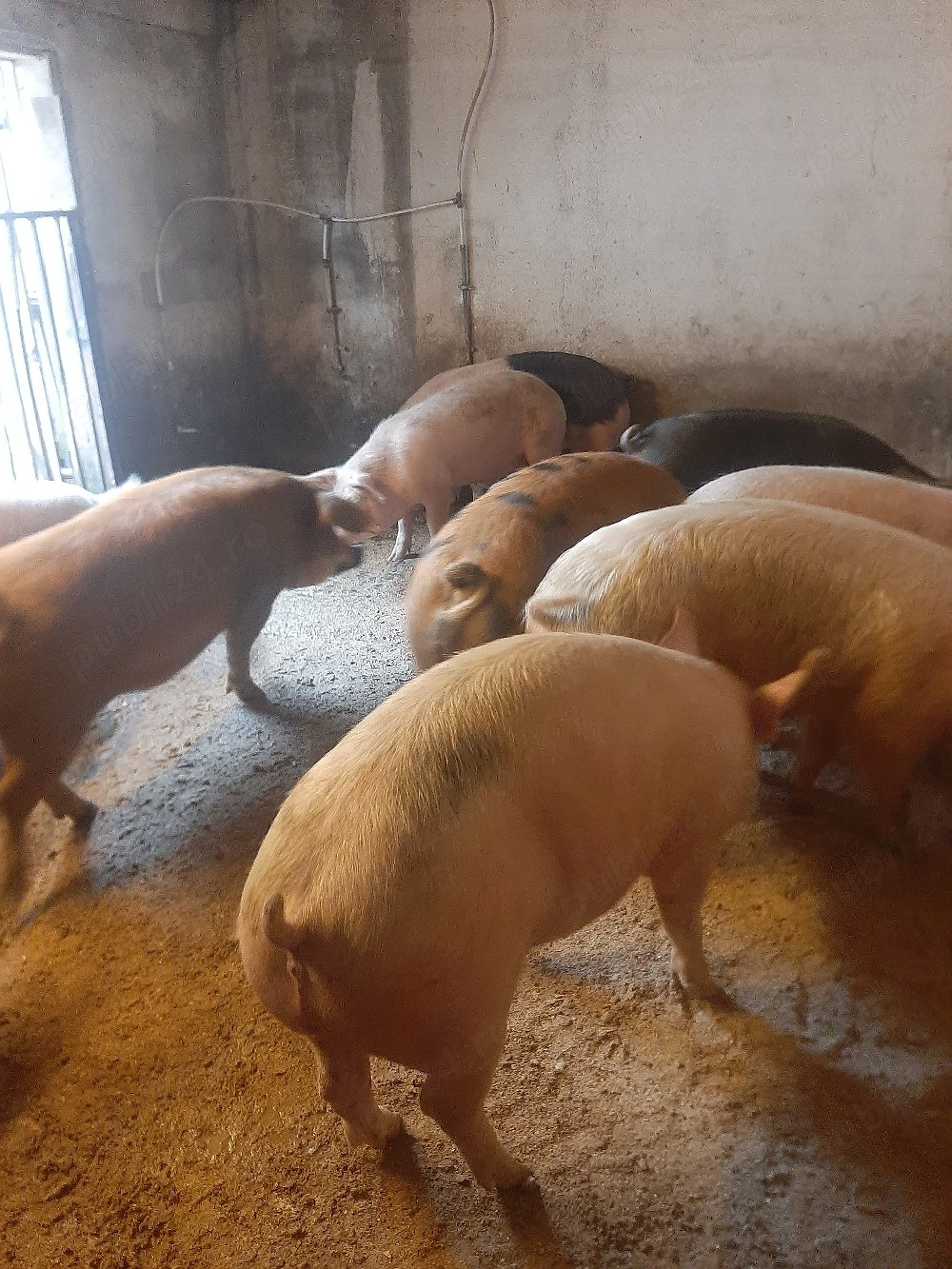 vând porci de carne diferite mărimi 