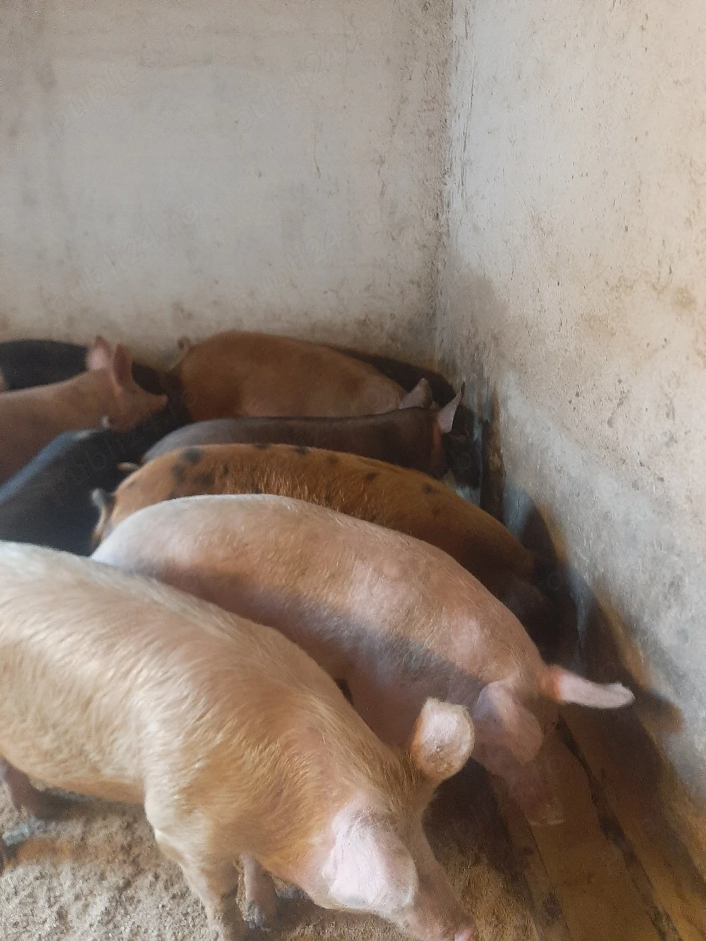 vând soldani diferite mărimi si rase 