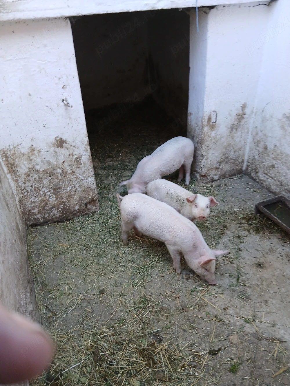 purcei de vanzare