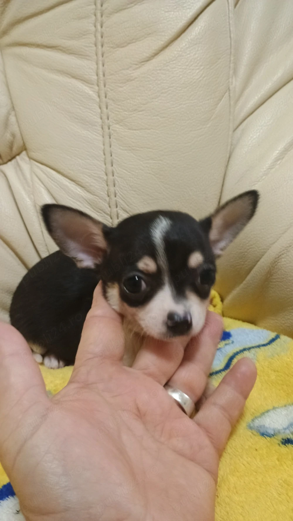 Catelusi Chihuahua Mini Toy