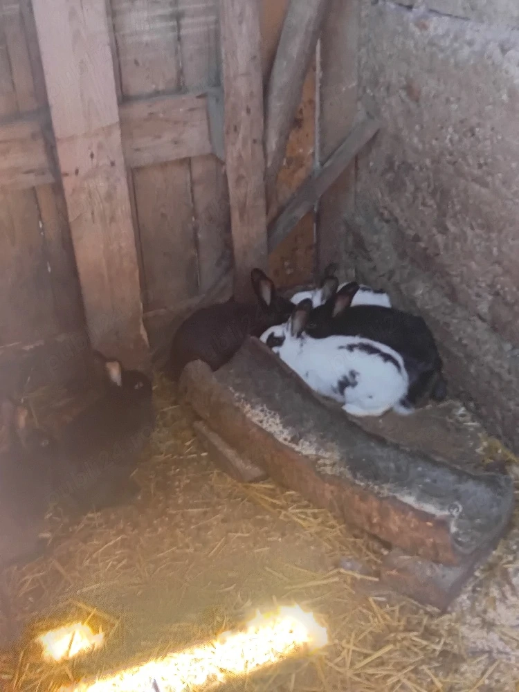  Iepuri masculi