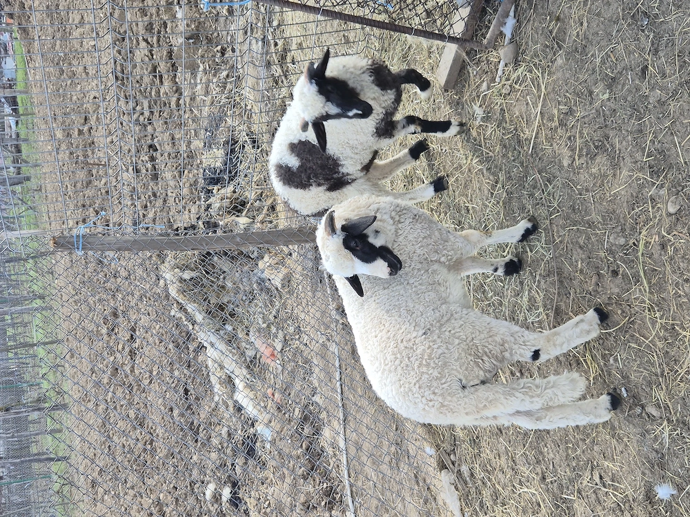 Vând miei detalii doar la telefon