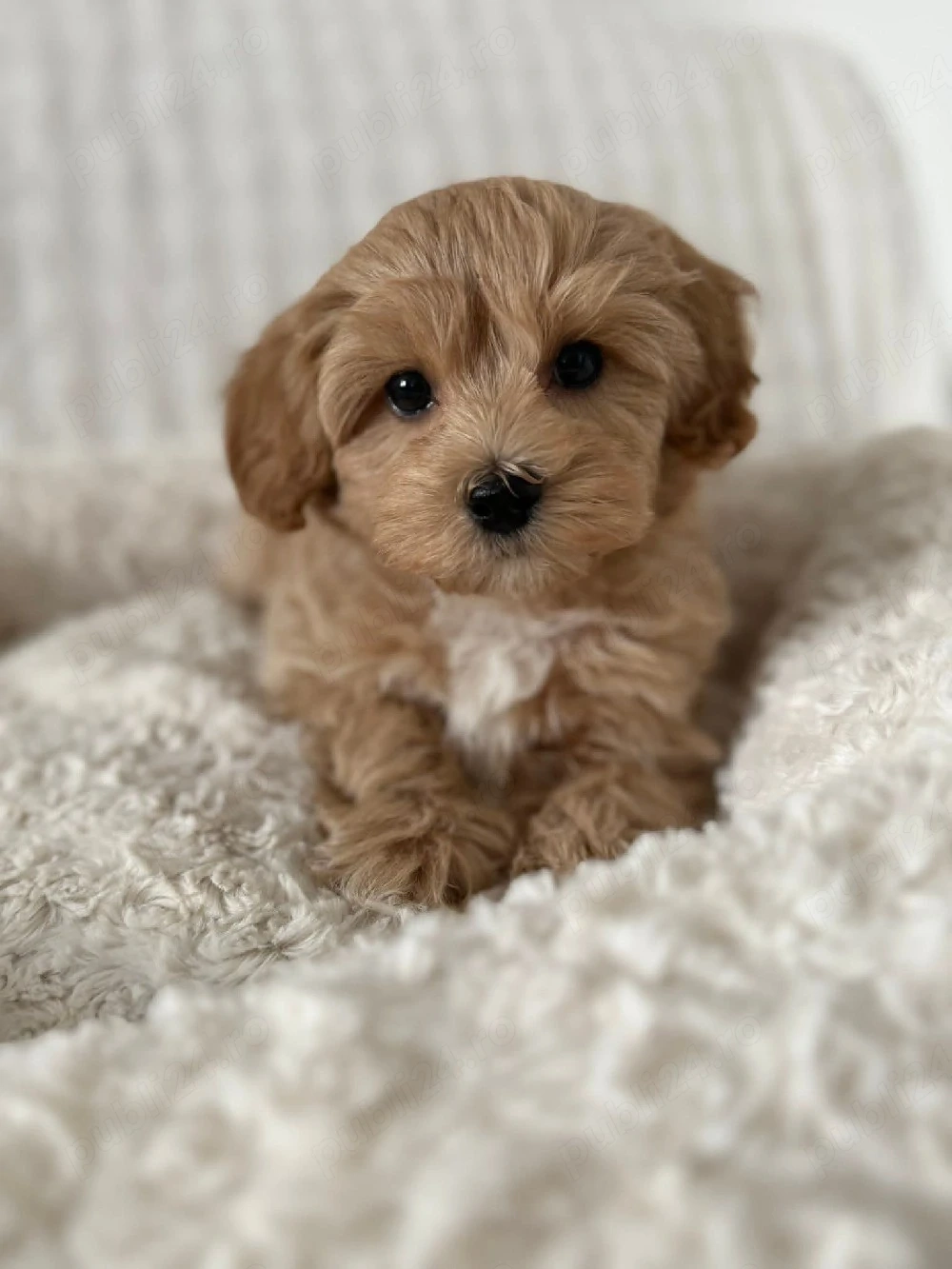 Maltipoo poodle mini toy 