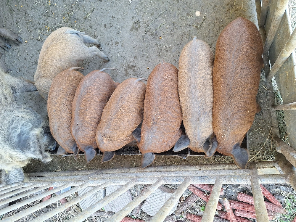 Purcei mangalita 