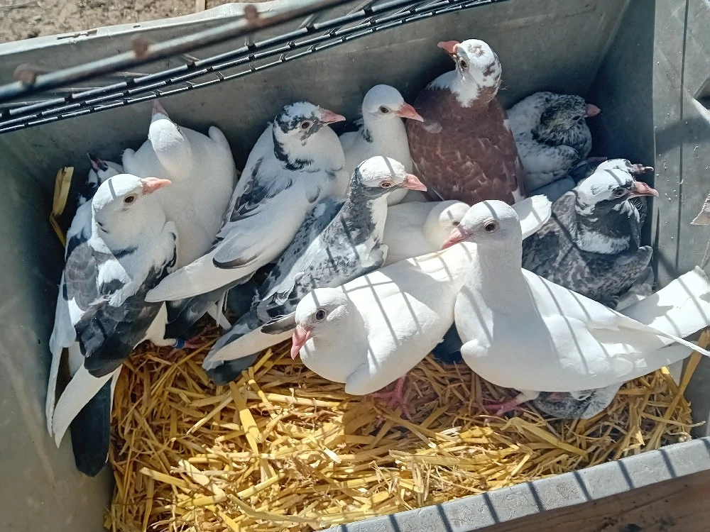 vind pui voiajori deparazitați și vaccinați 