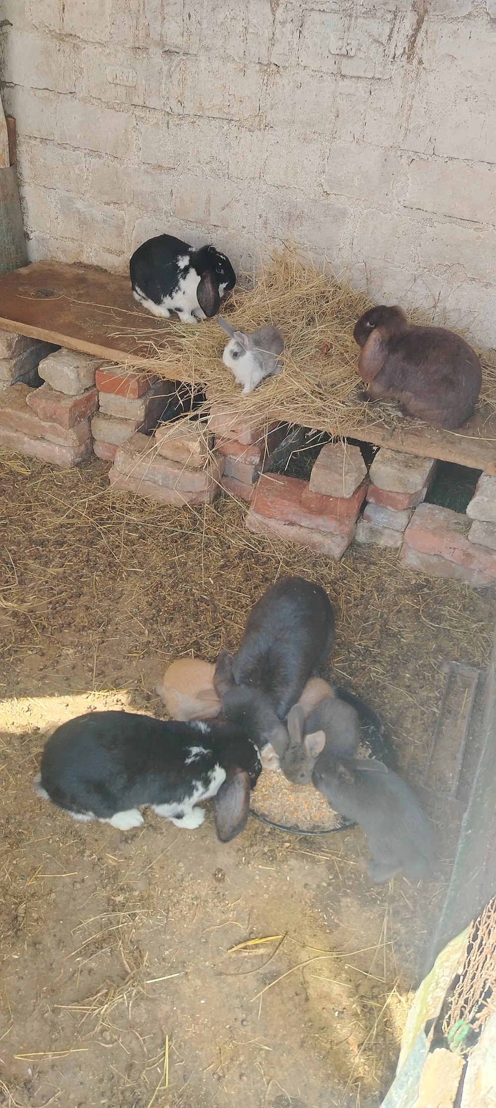 Iepuri berbec german de o luna 