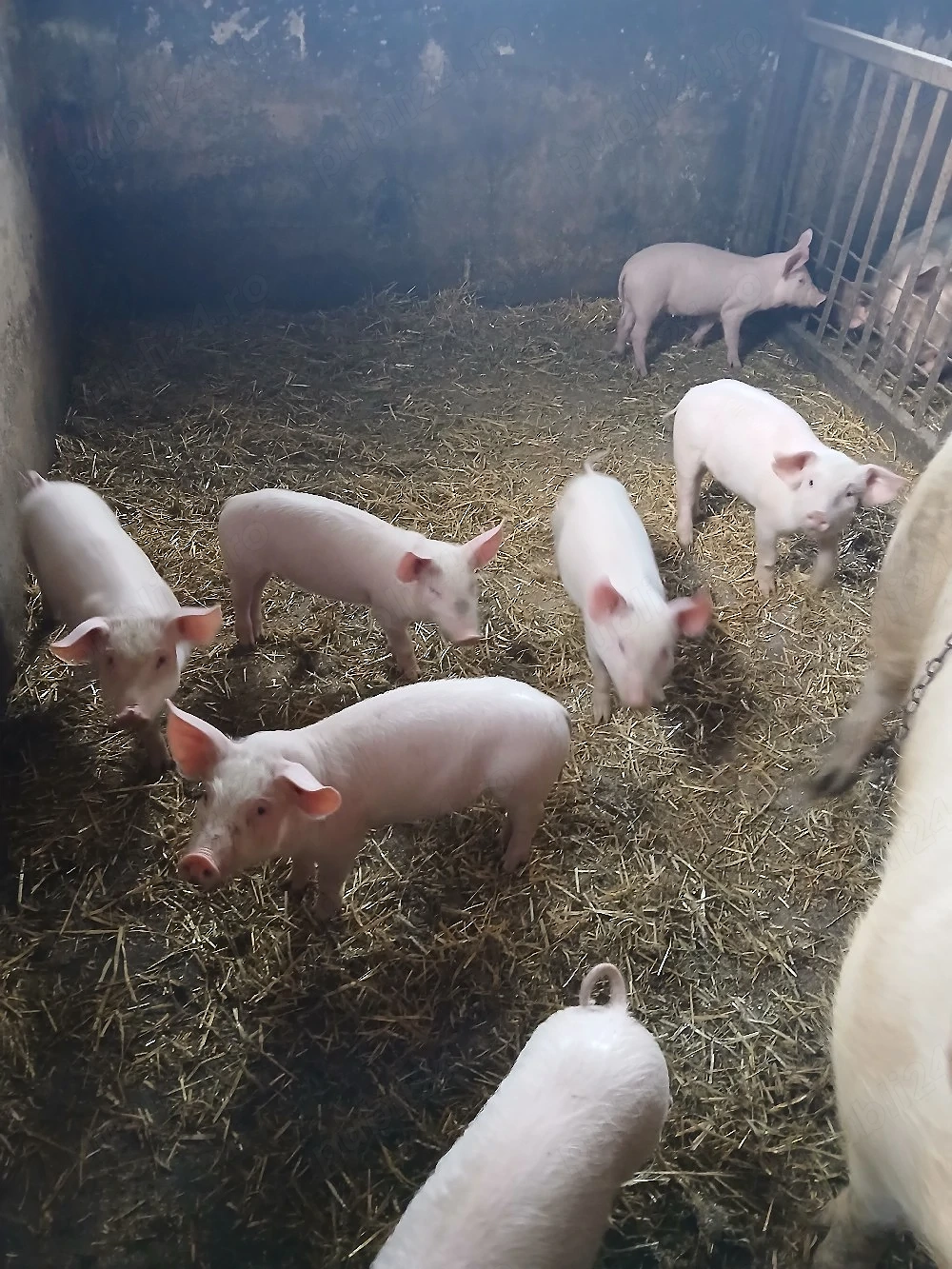 Porci Marele alb cu Landrace 